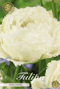 Tulipa Snow Crystal