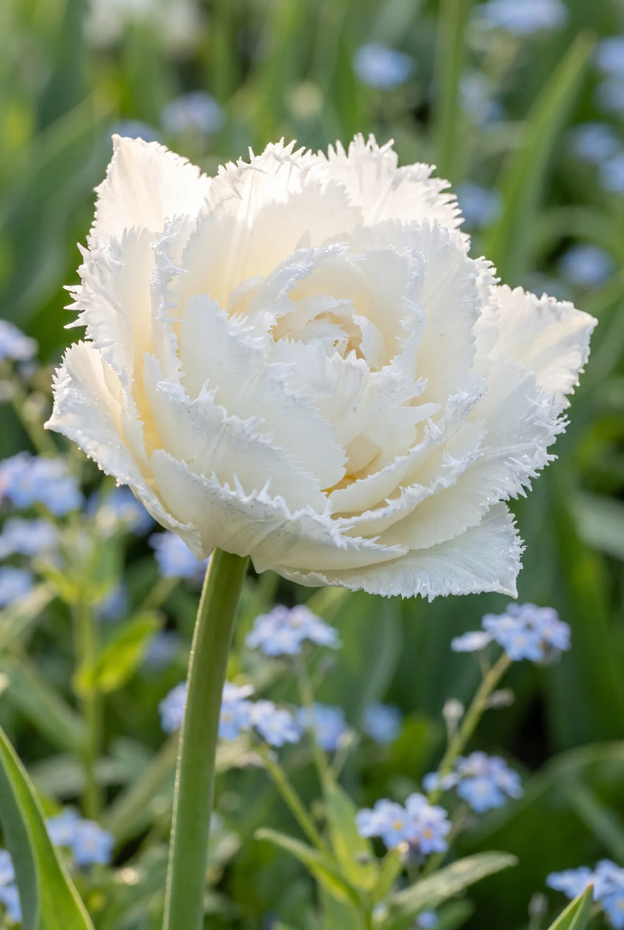 Tulipa Snow Crystal — sfeerbeeld