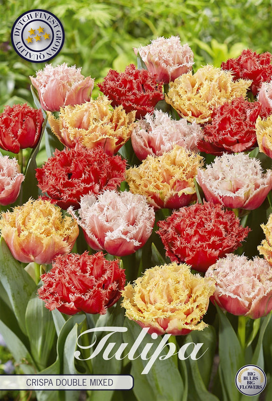Tulipa Crispa Double Mixed