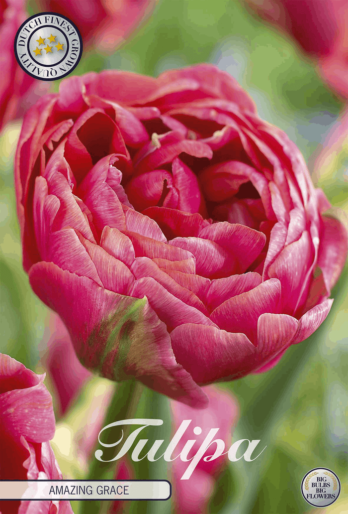 Tulipa Amazing Grace