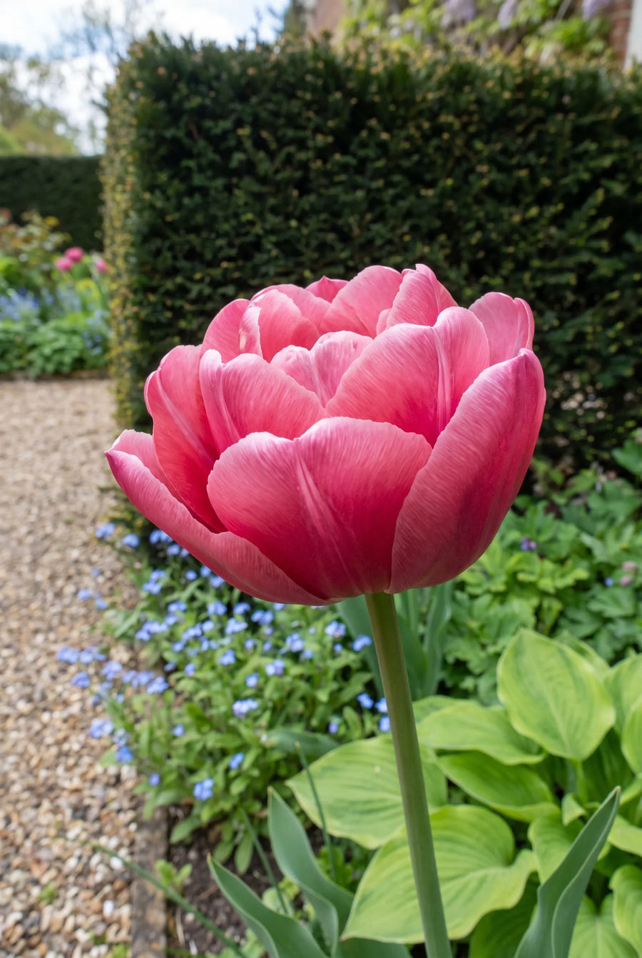 Tulipa Amazing Grace — close-up van de bloem