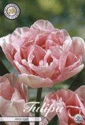 Tulipa Angelique
