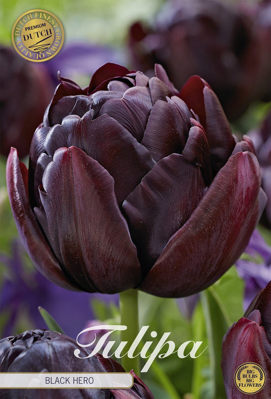 Tulipa Black Hero