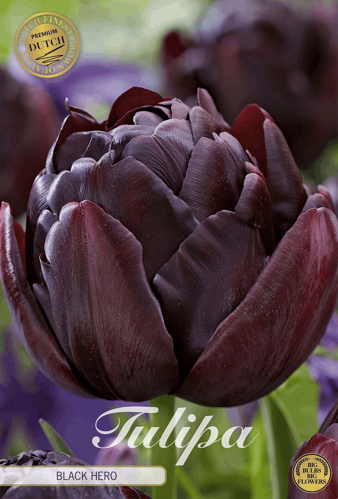 Tulipa Black Hero