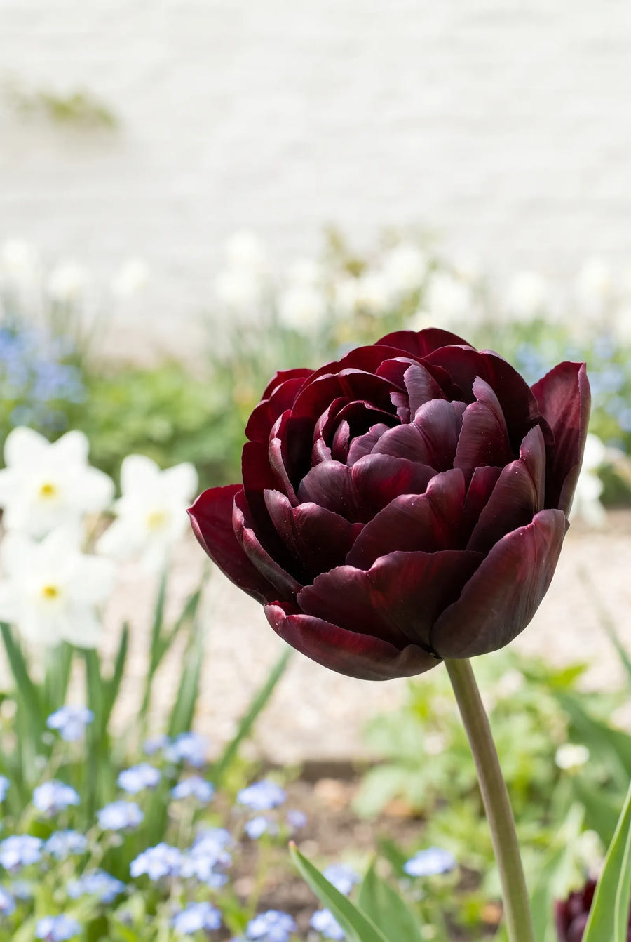 Tulipa Black Hero — close-up van de bloem