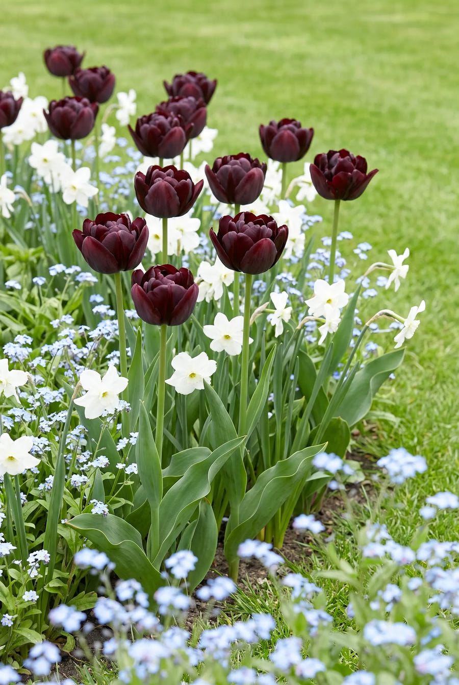 Tulipa Black Hero — groep in de tuinborder