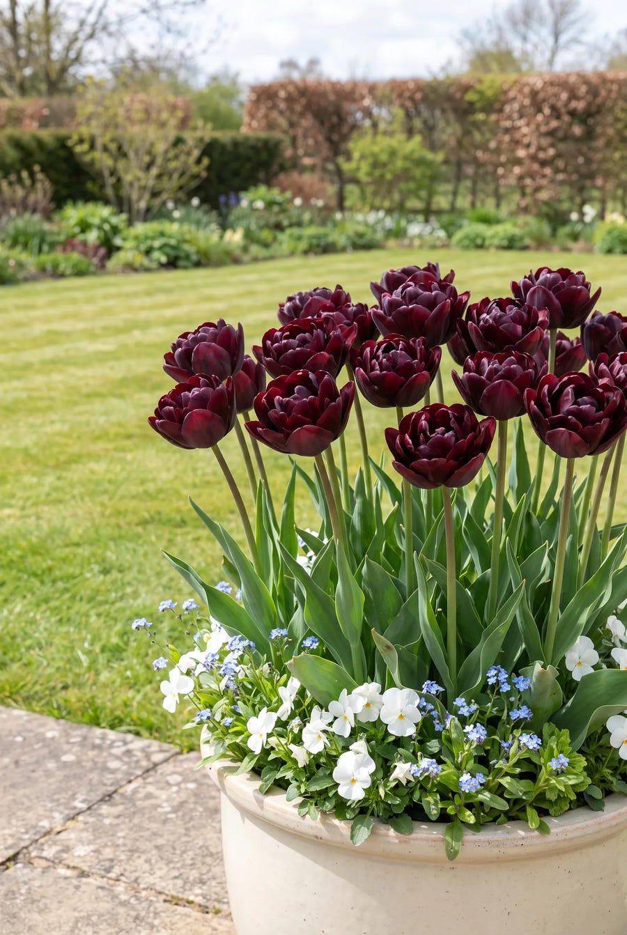 Tulipa Black Hero — in pot op terras