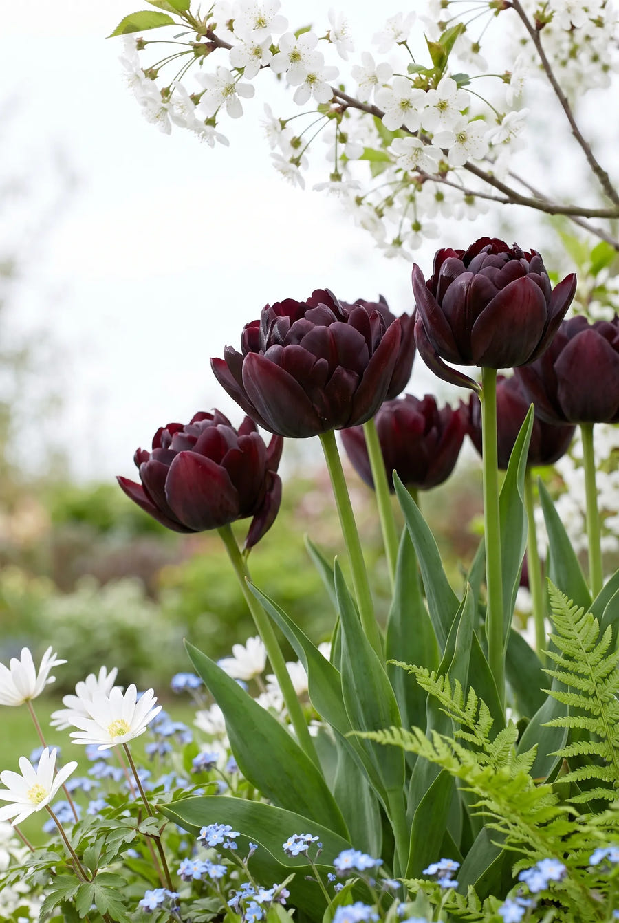 Tulipa Black Hero — in de tuin