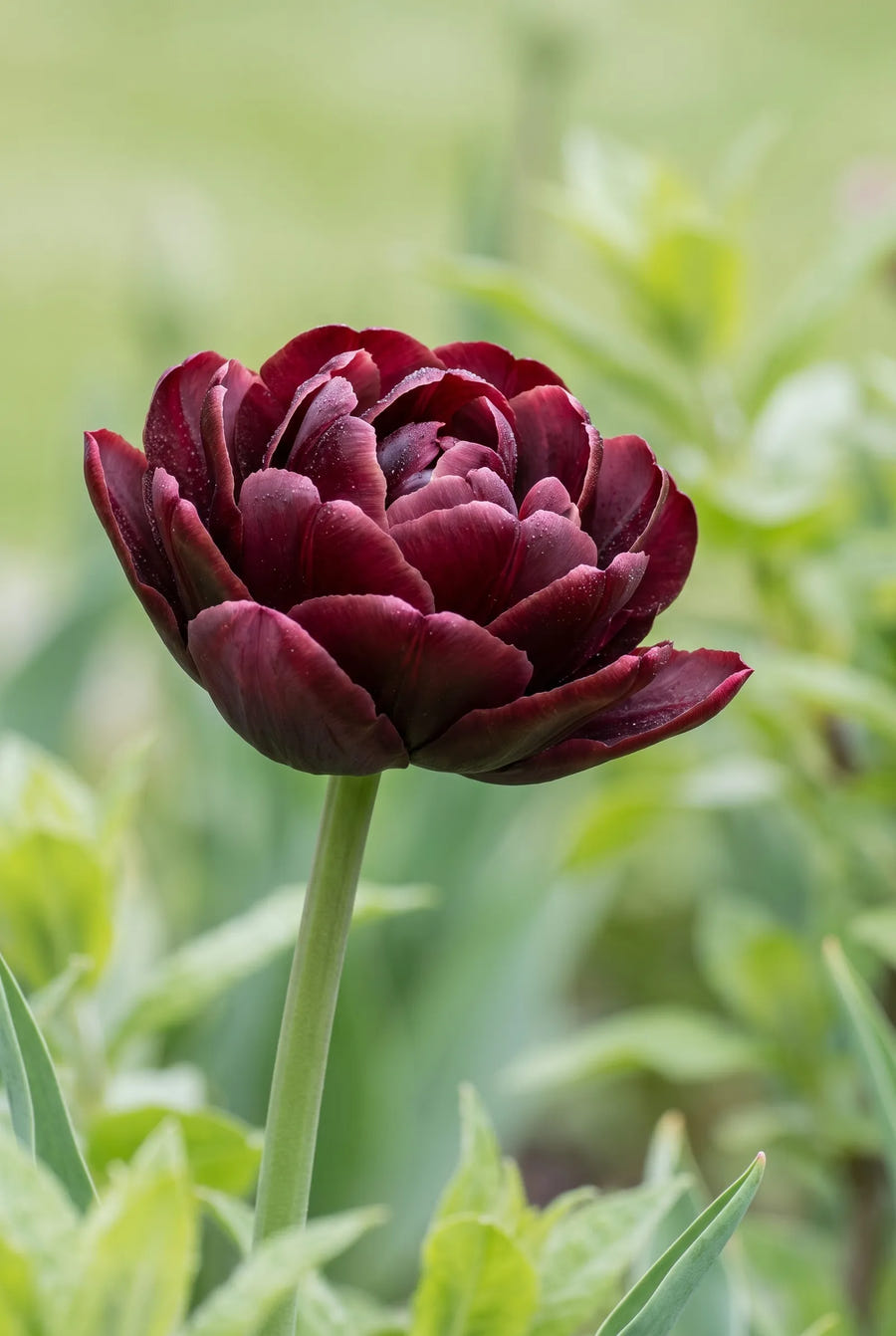 Tulipa Black Hero — sfeerbeeld