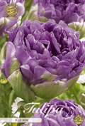 Tulipa Blue Wow premium - BLOM Garden capper image