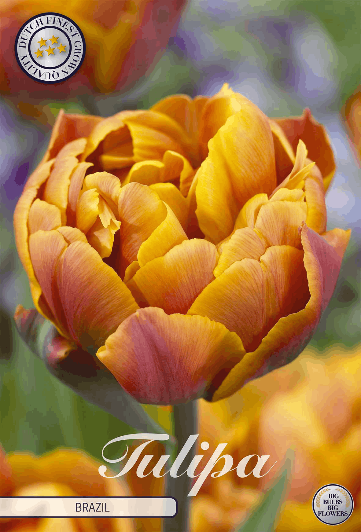 Tulipa Brazil