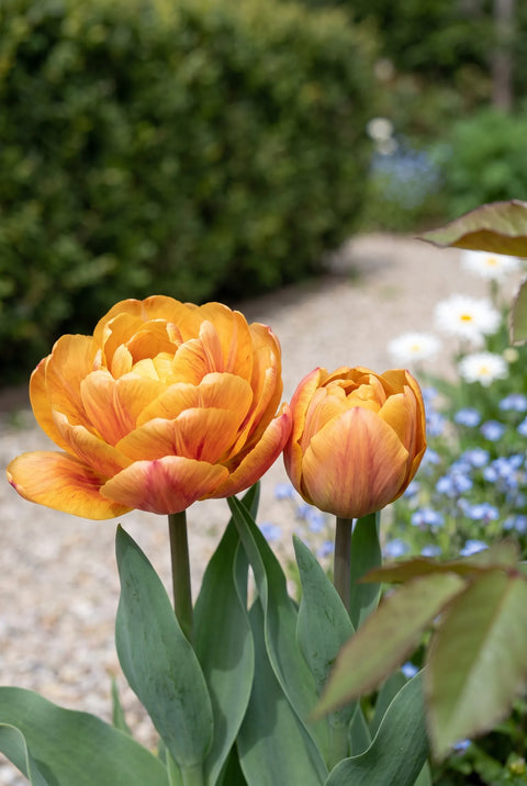 Tulipa Brazil