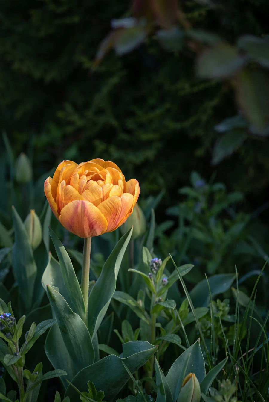 Tulipa Brazil — sfeerbeeld