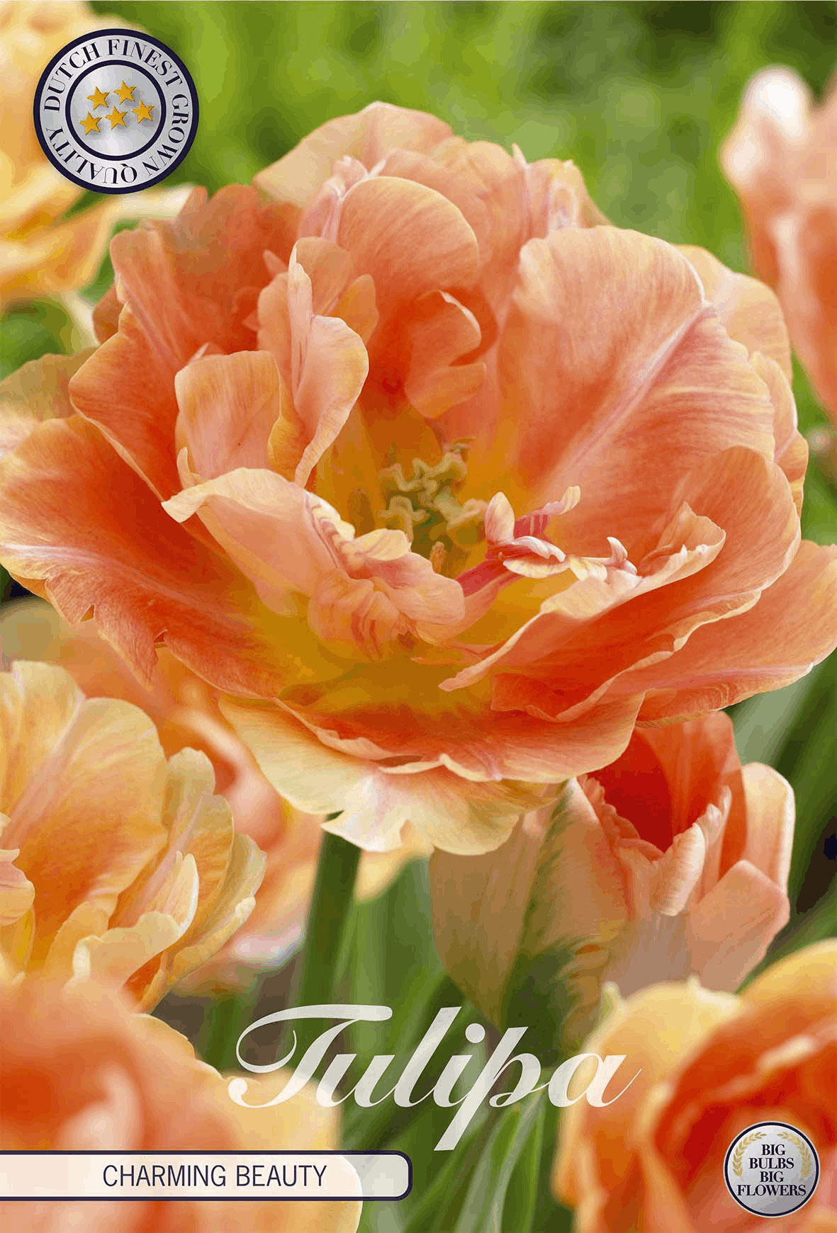 Tulipa Charming Beauty