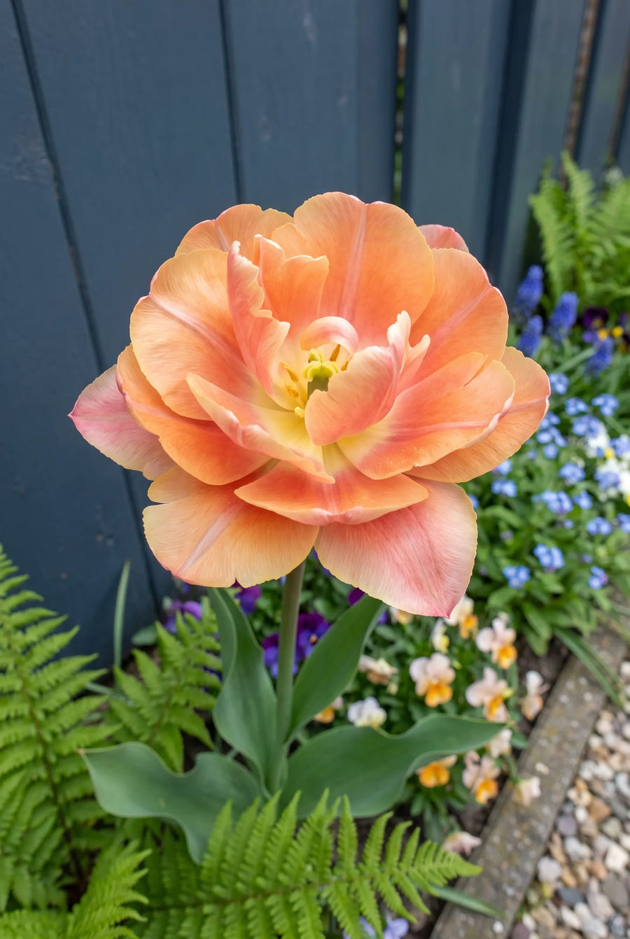 Tulipa Charming Beauty — close-up van de bloem