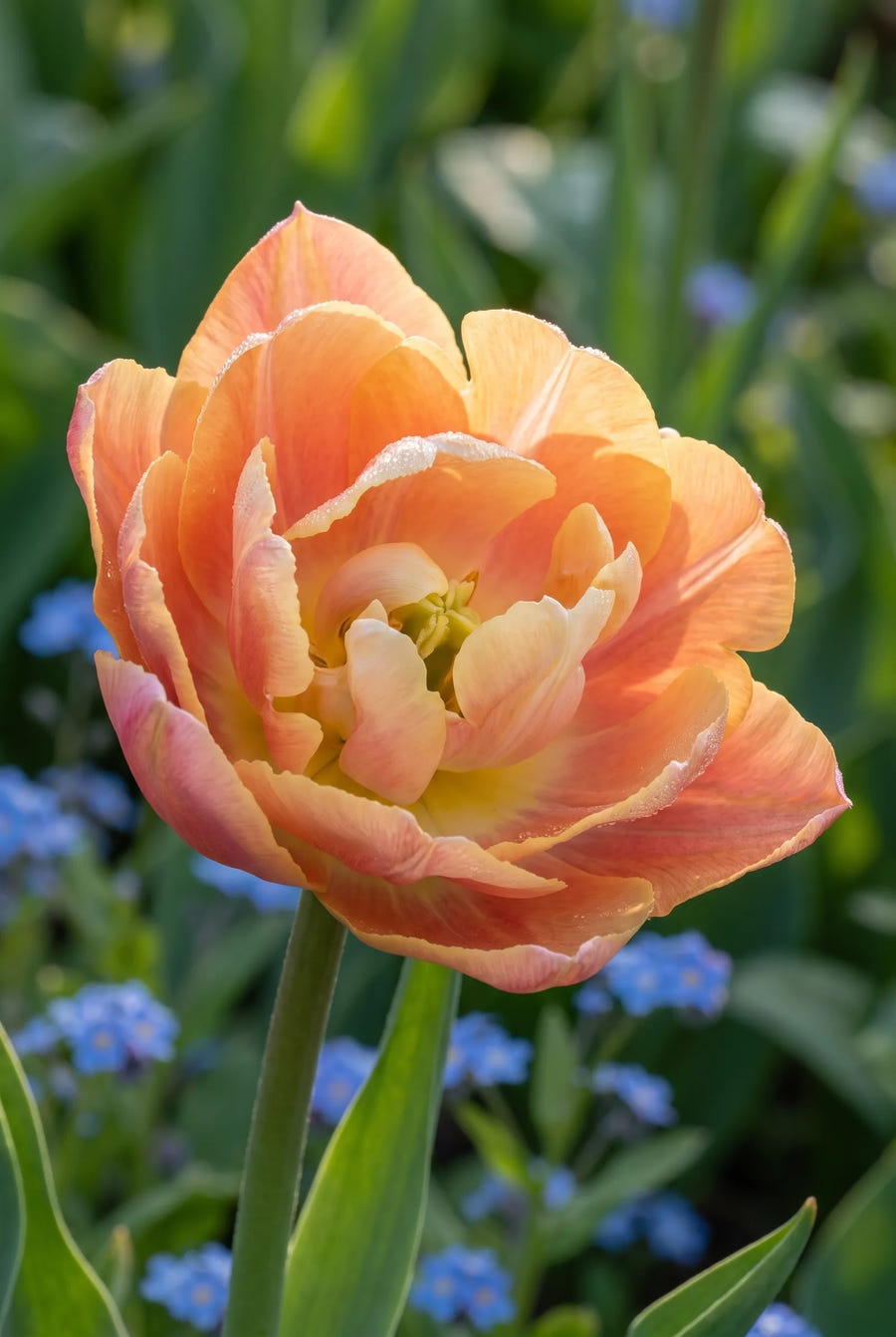 Tulipa Charming Beauty — sfeerbeeld