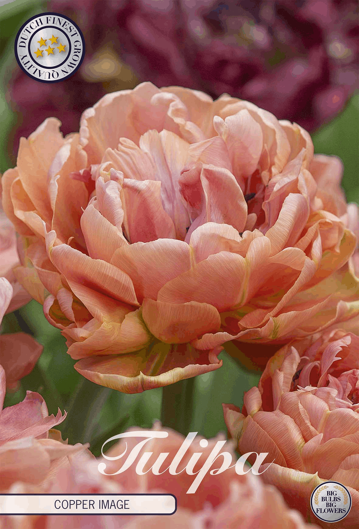 Tulipa Copper Image