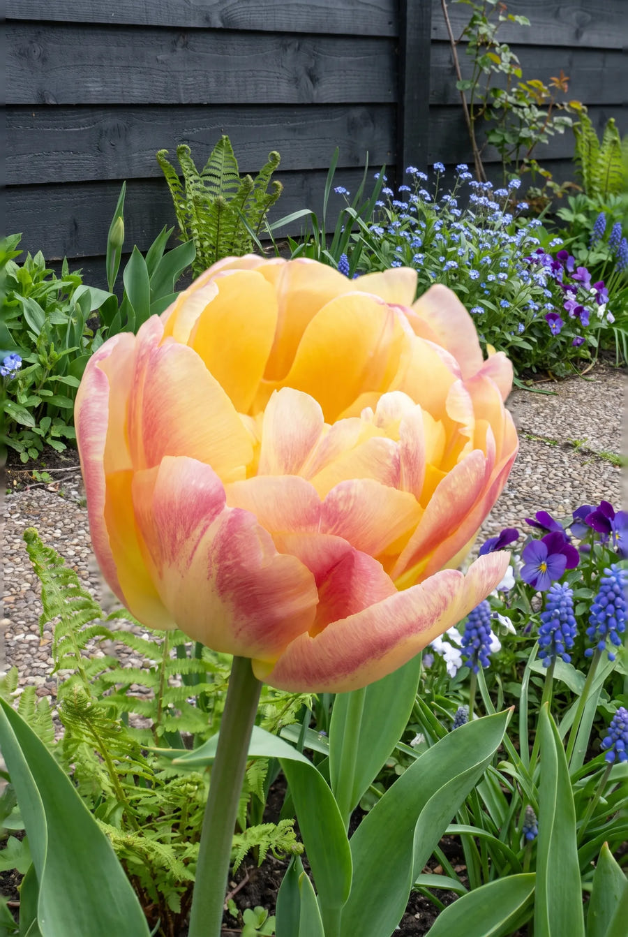 Tulipa Creme Upstar — close-up van de bloem