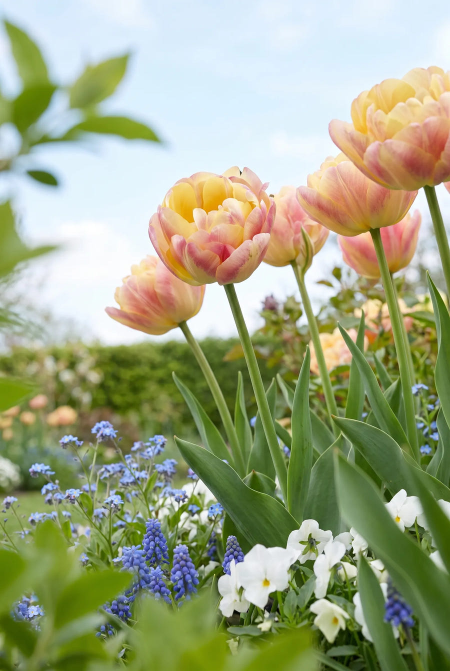 Tulipa Creme Upstar — in de tuin