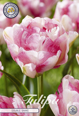 Tulipa Double Shake