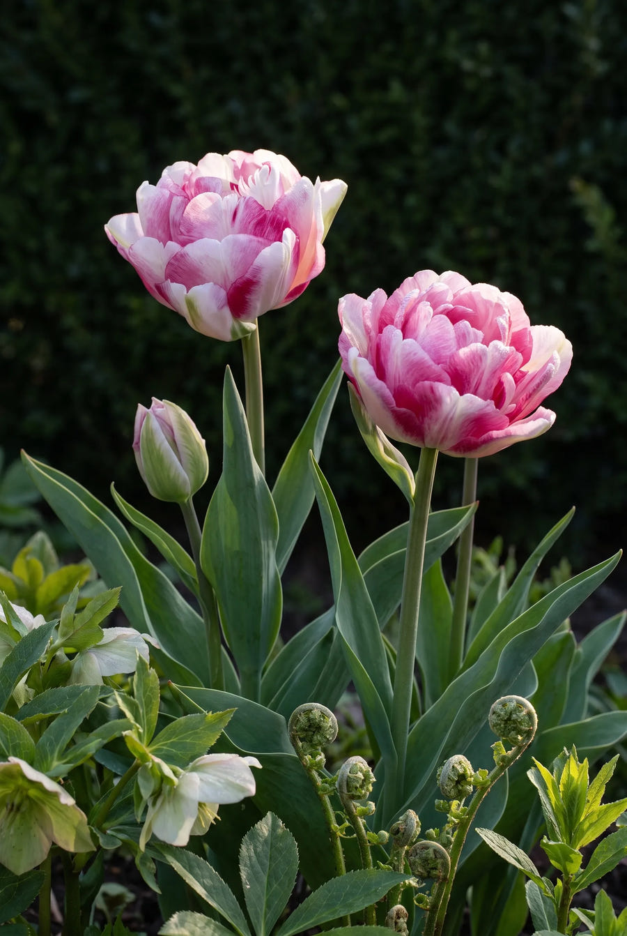 Tulipa Double Shake — sfeerbeeld