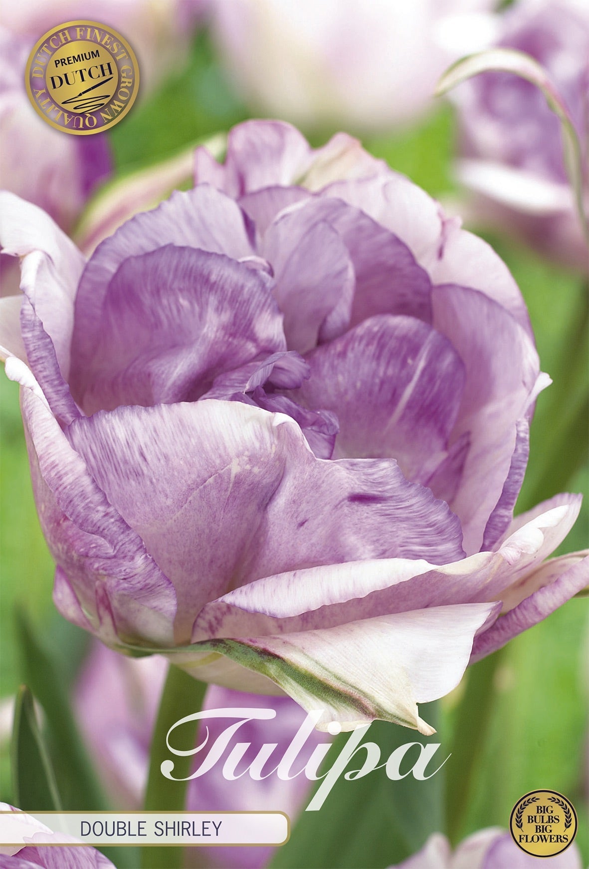 Tulipa Double Shirley