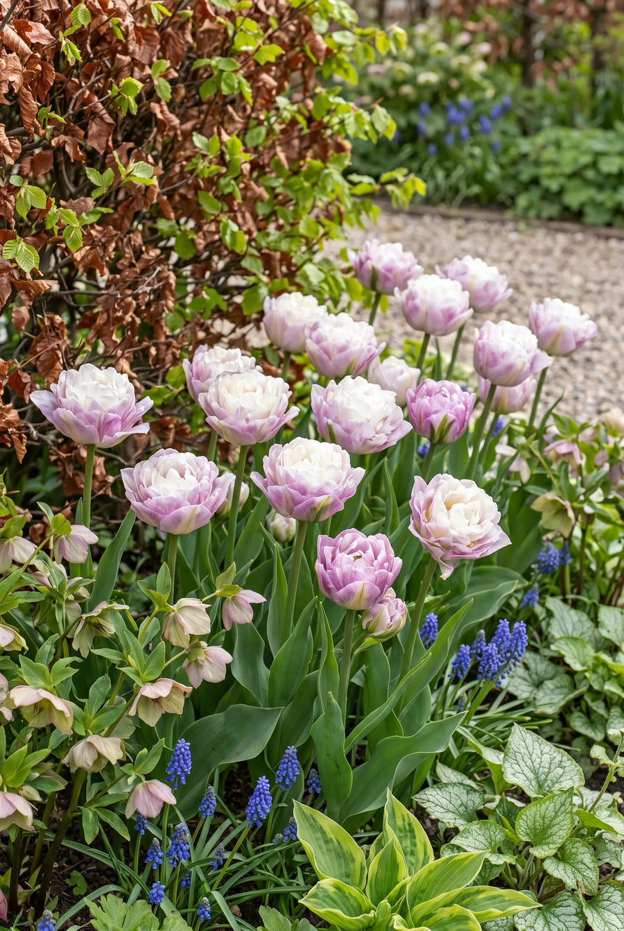 Tulipa Double Surprise — groep in de tuinborder