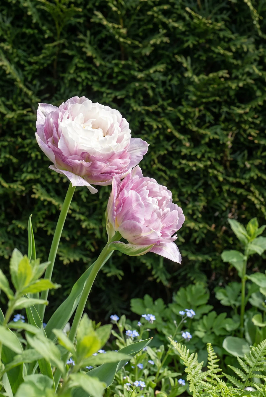 Tulipa Double Surprise — sfeerbeeld