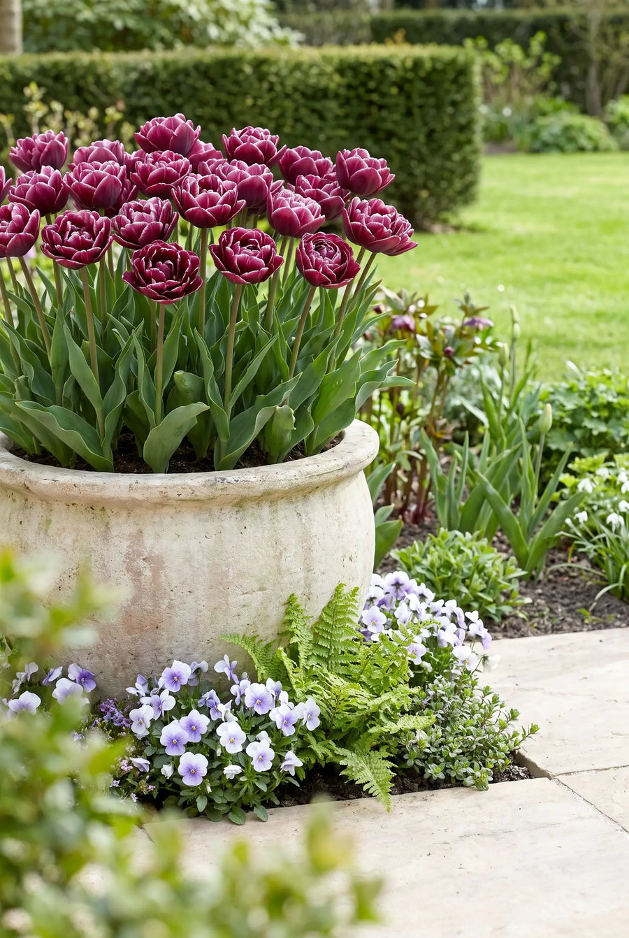 Tulipa Dream Touch — in pot op terras