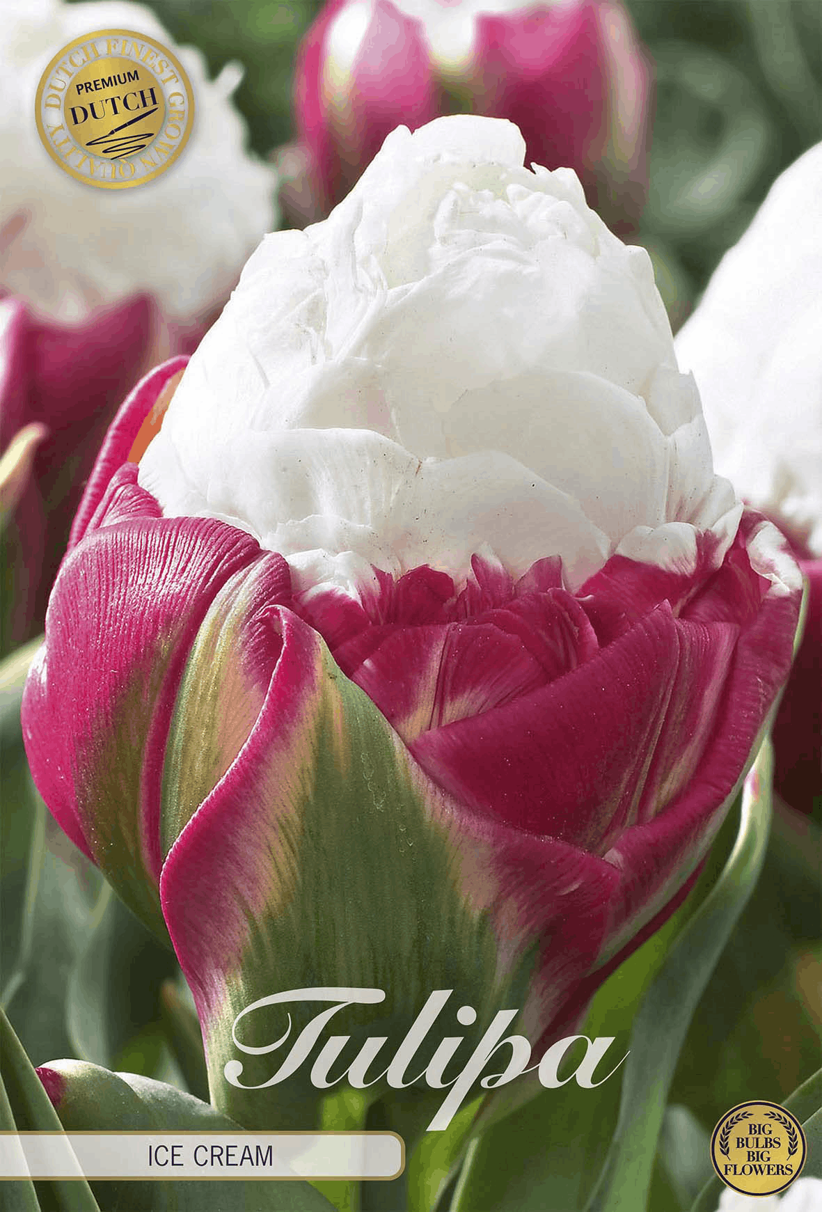 Tulipa Ice Cream