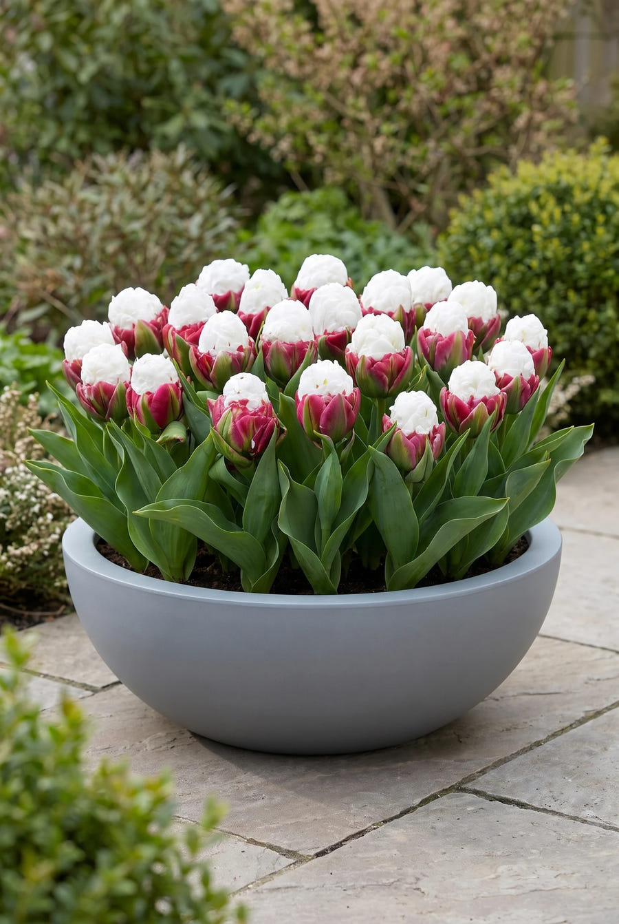Tulipa Ice Cream — in pot op het terras
