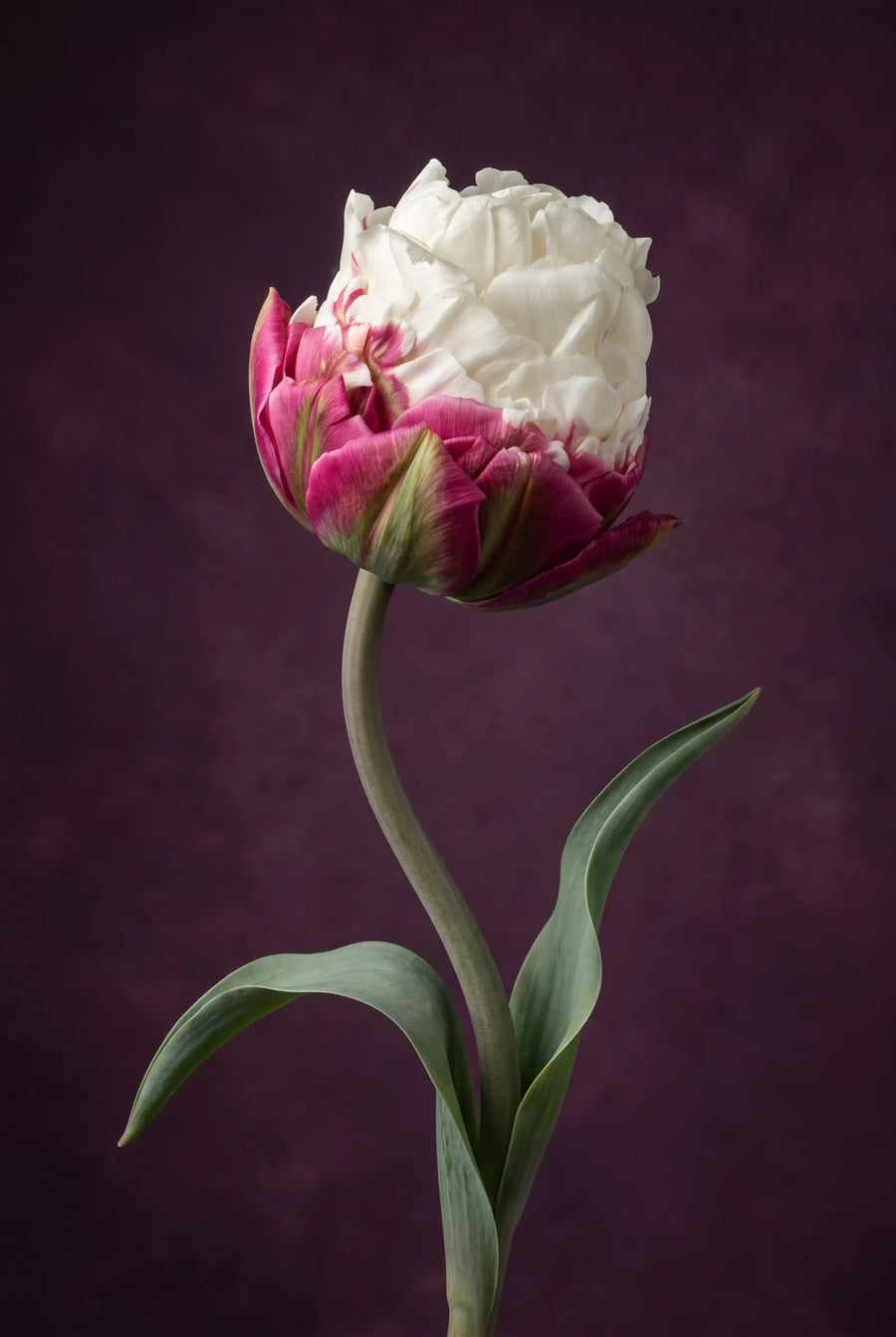 Tulipa Ice Cream — sfeerbeeld