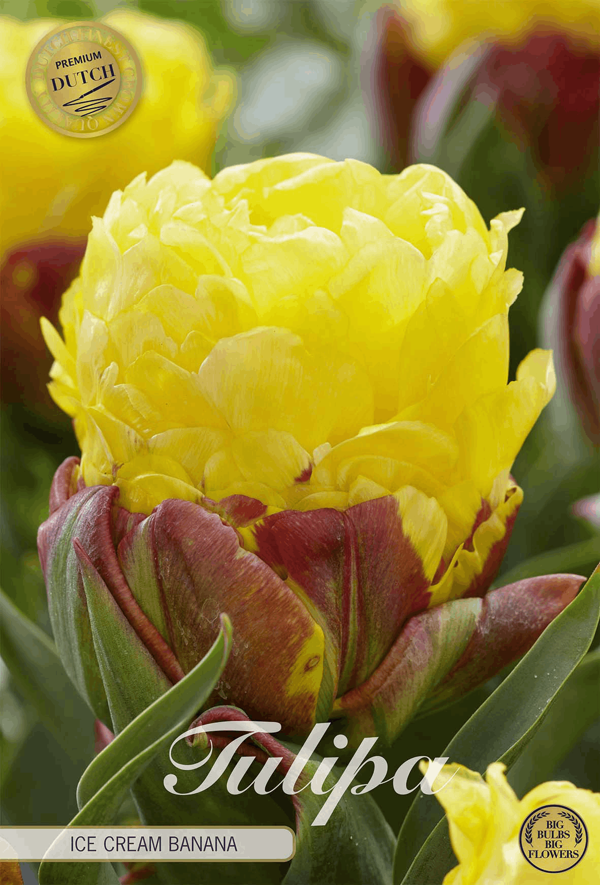 Tulipa Ice Cream Banana