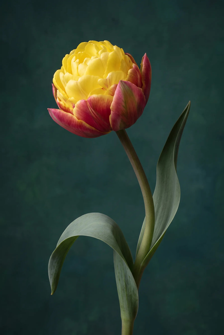 Tulipa Ice Cream Banana — sfeerbeeld