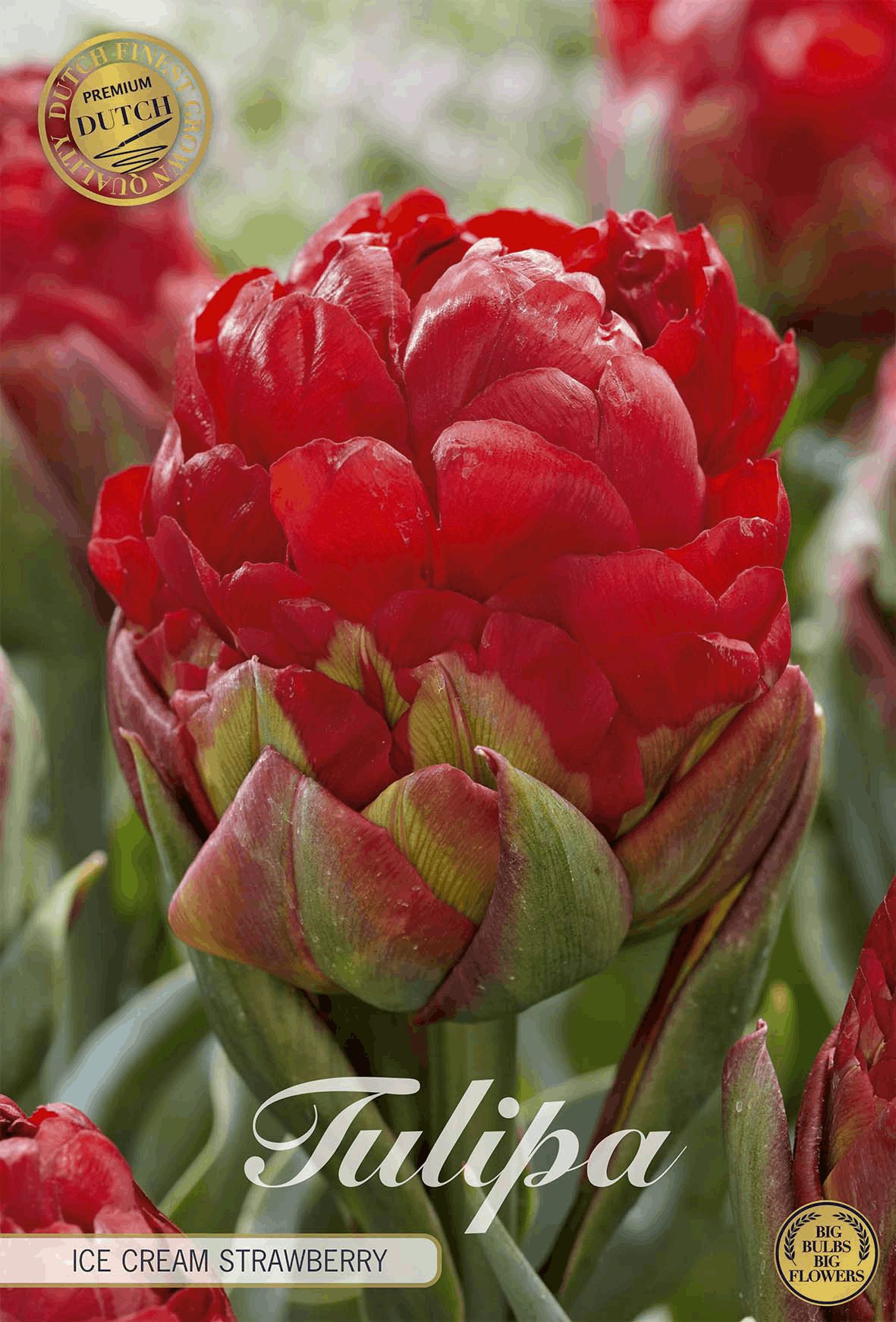 Tulipa Ice Cream Strawberry