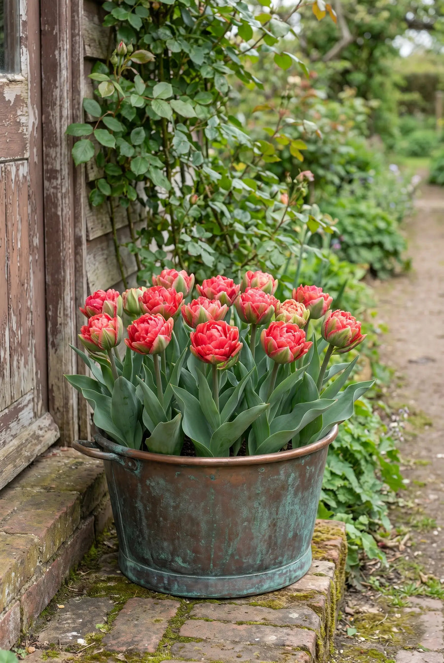 Tulipa Ice Cream Strawberry — in pot op terras