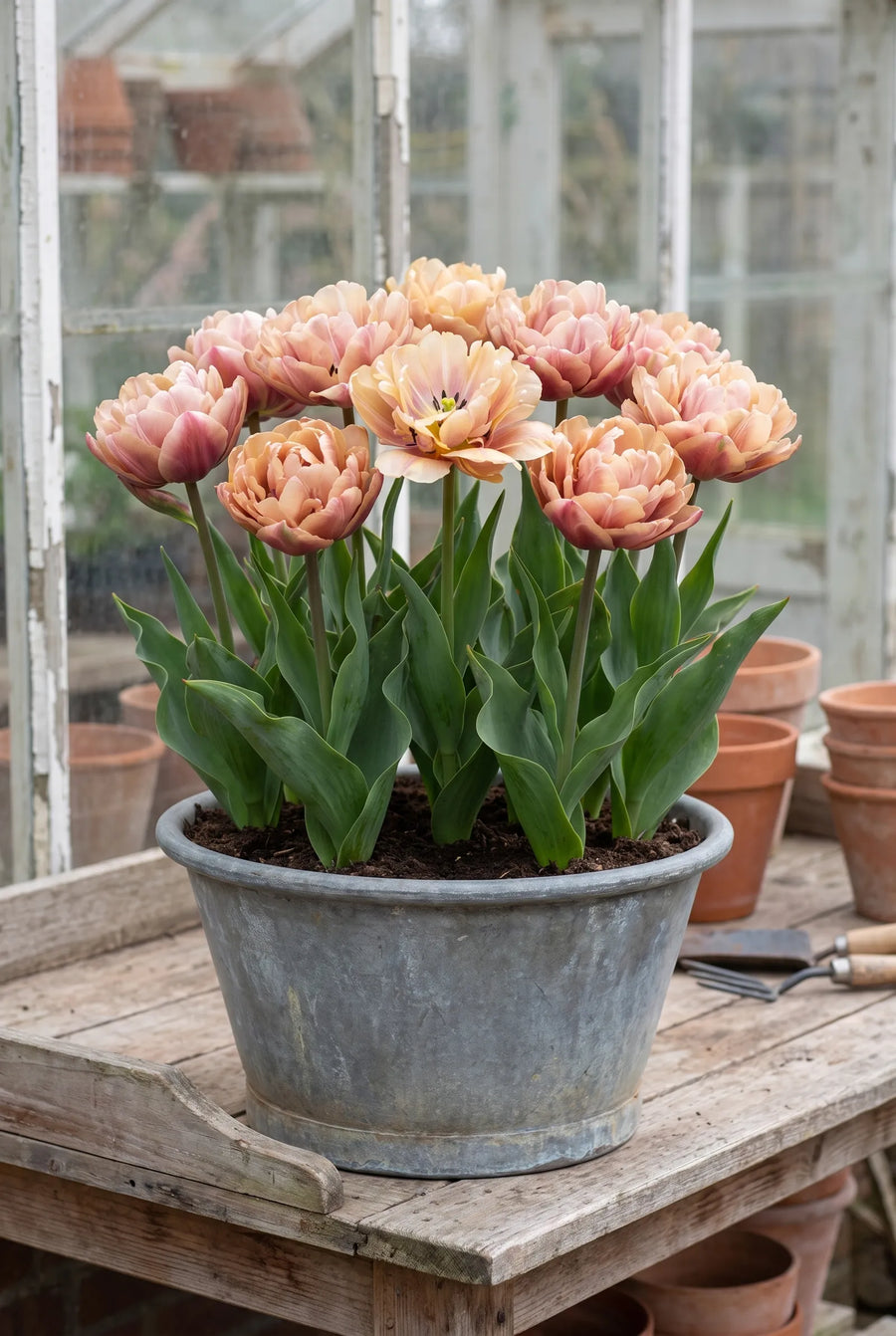 Tulipa La Belle Epoque — in pot op terras