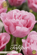 Tulipa Mariage