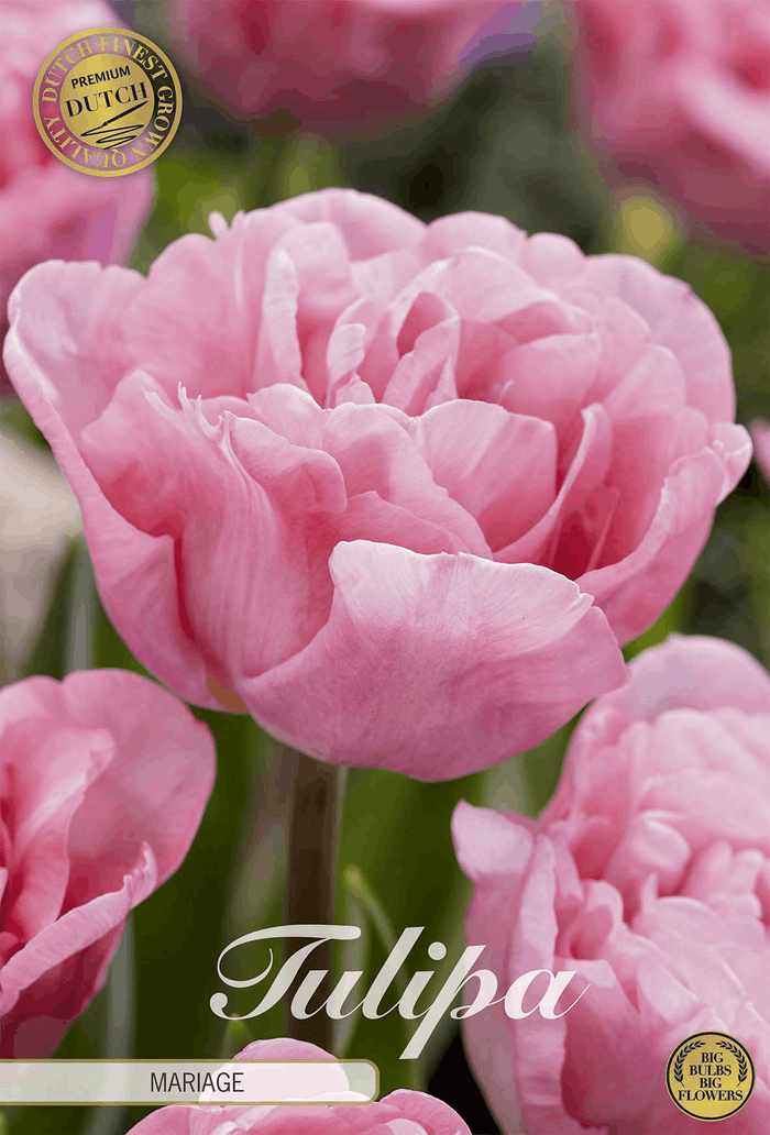 Tulipa Mariage