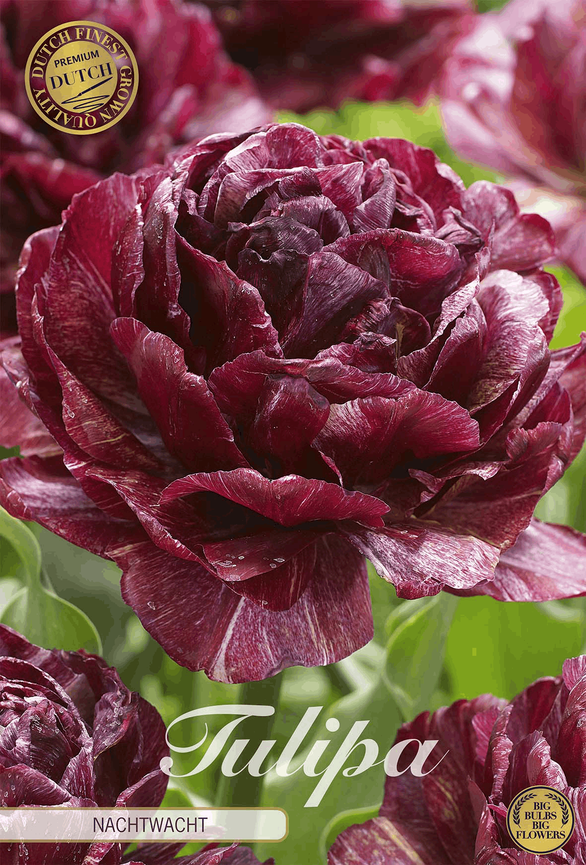 Tulipa Nachtwacht
