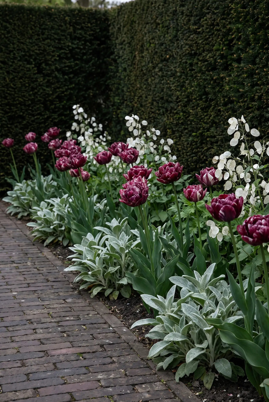 Tulipa Nachtwacht — groep in de tuinborder