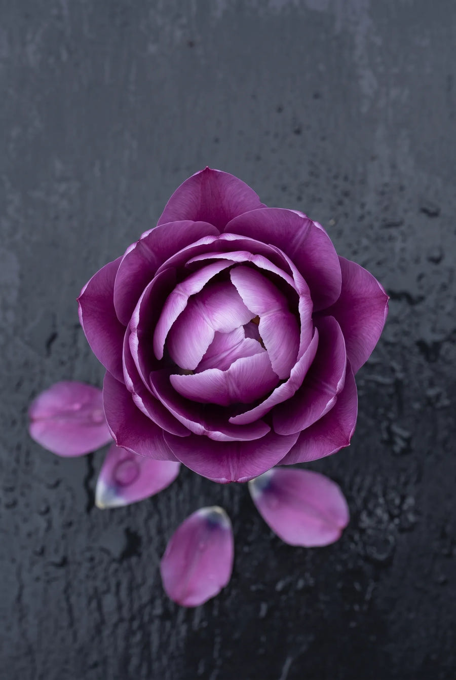 Tulipa Negrita Double — sfeerbeeld