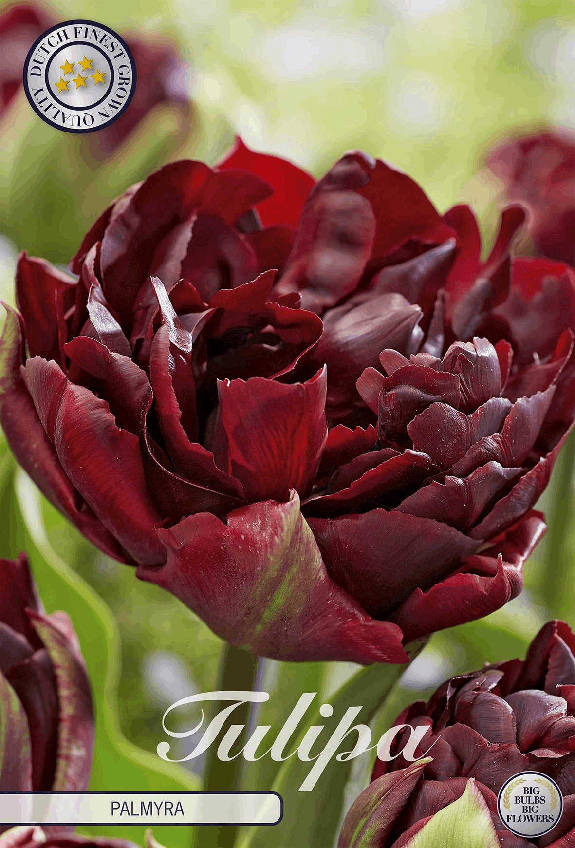 Tulipa Palmyra