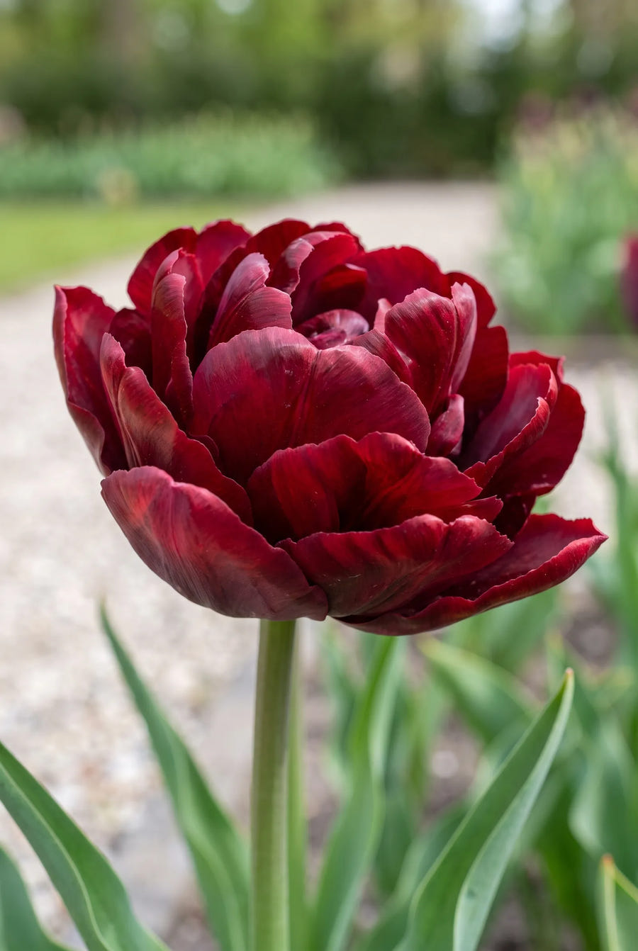 Tulipa Palmyra — sfeerbeeld