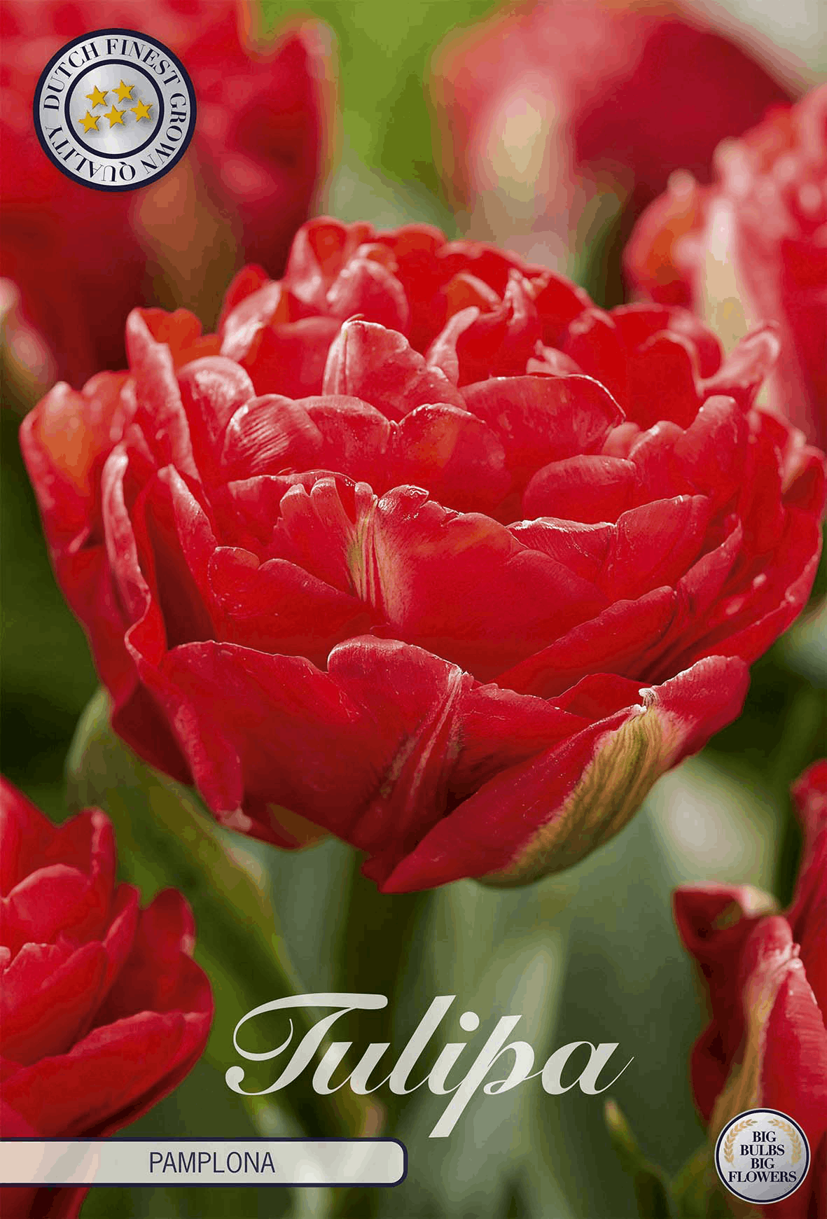 Tulipa Pamplona