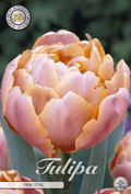 Tulipa Pink Star