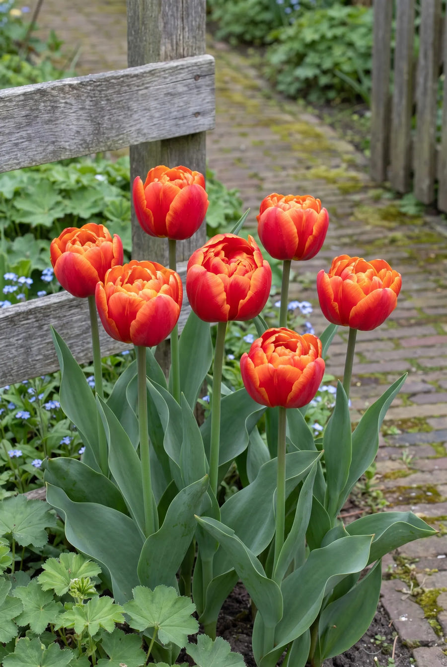 Tulipa Queensday — in de border