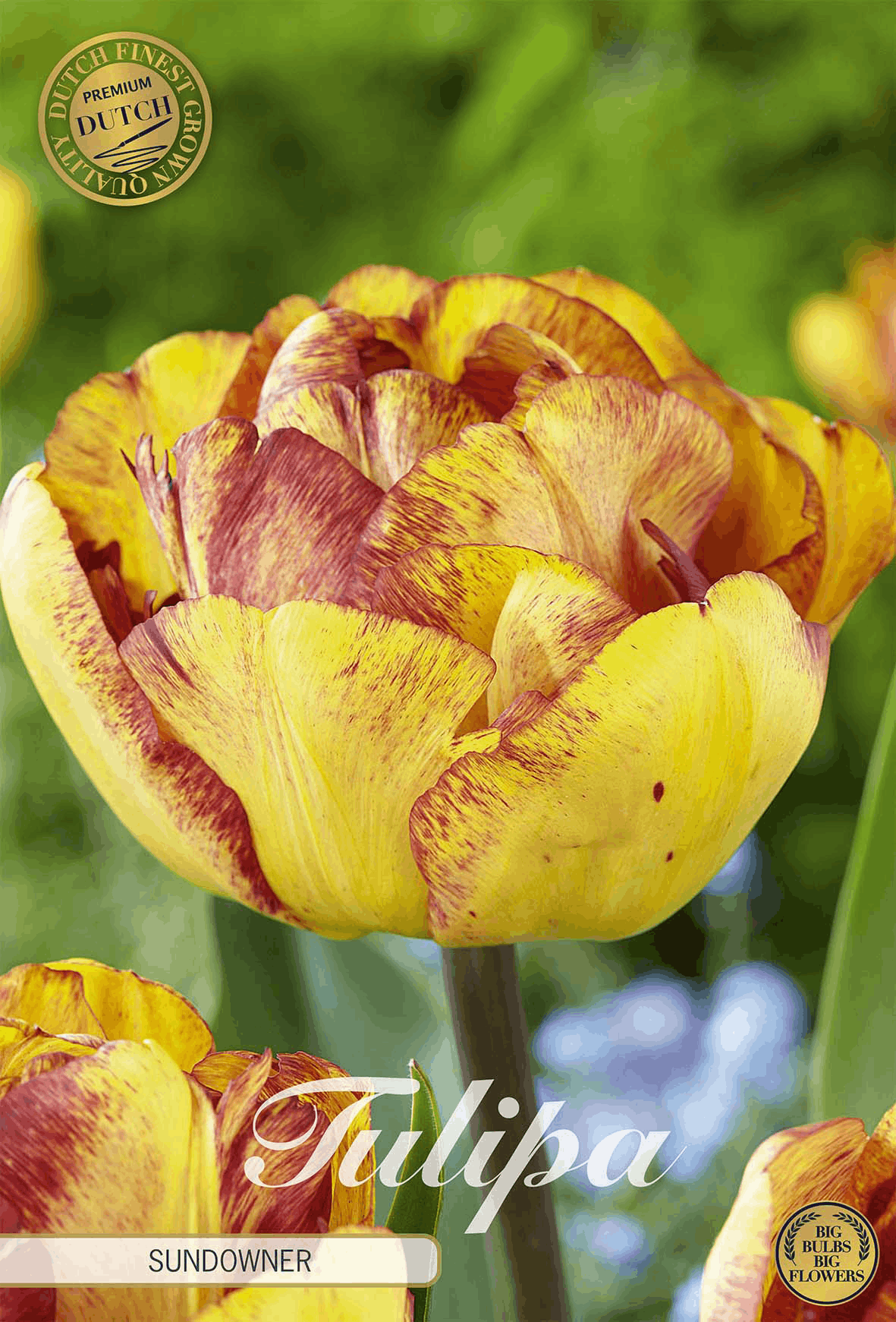 Tulipa Sundowner