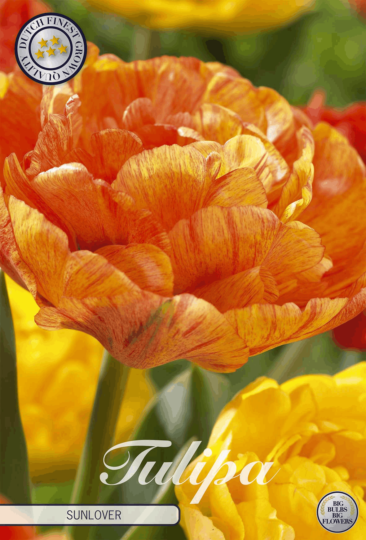 Tulipa Sunlover