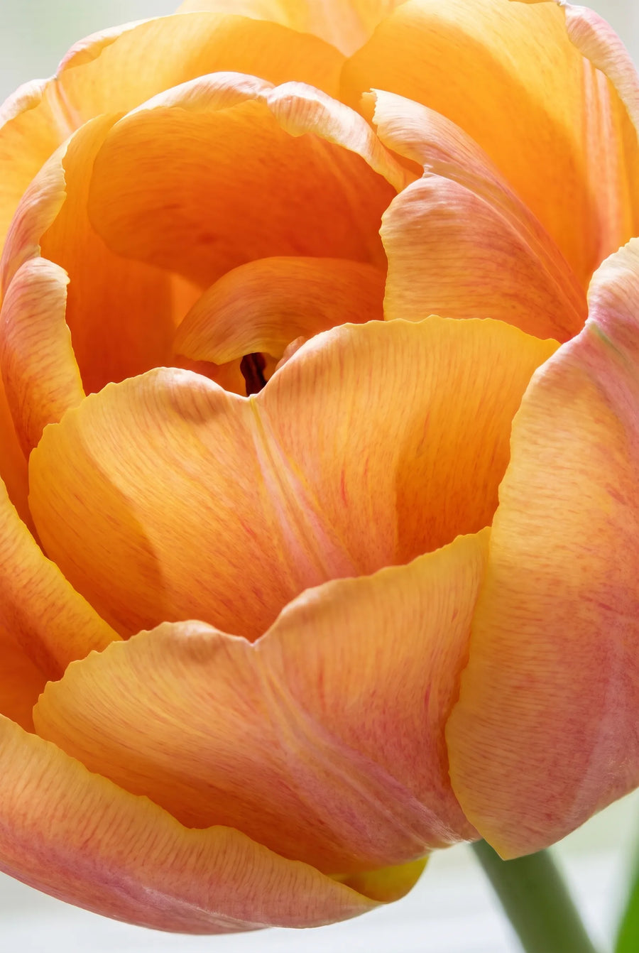 Tulipa Sunlover — sfeerbeeld